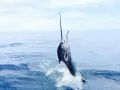 Fishing 5