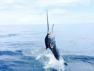 Fishing 5
