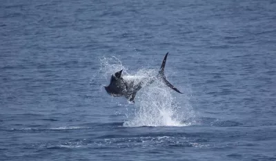 AussieVelaUpsidedown